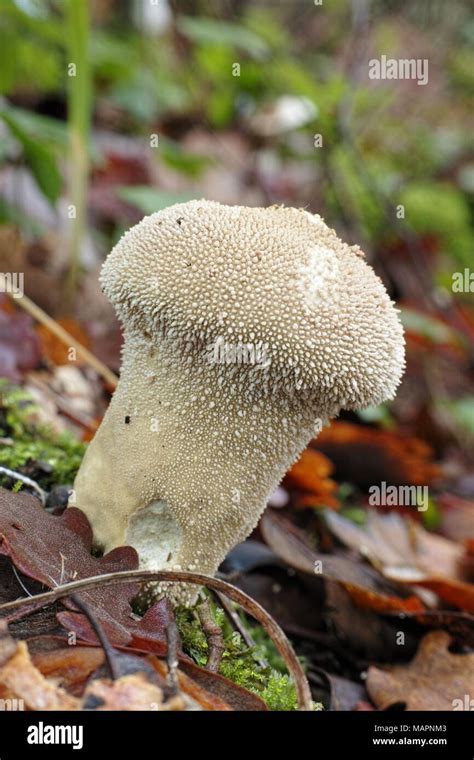 Puffball Mushroom Spores Hi Res Stock Photography And Images Alamy