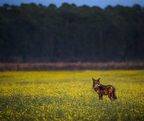 Nat Geo Wild On Instagram Photo By Journeyingjustin This Is