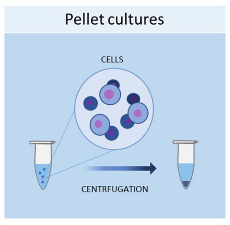 Schematic Representation Of Pellet Culture Method Used To Obtain 3D