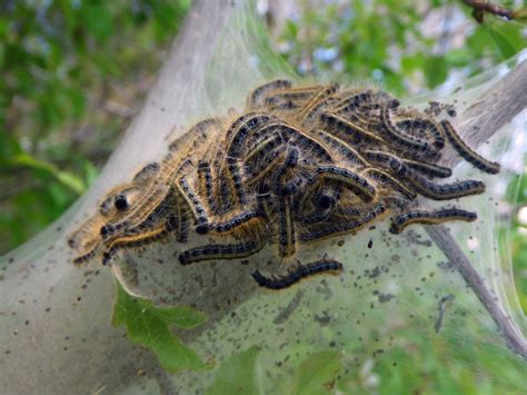 Maryland Biodiversity Project Eastern Tent Caterpillar Moth