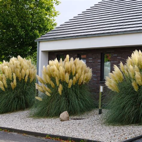 Cortaderia Selloana Pumila Flother Staudenkulturen