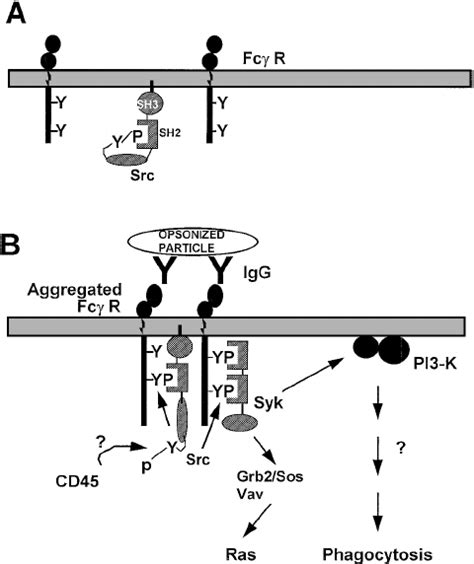 Fc Receptor Activation In Phagocytosis Schematic Representation Of The