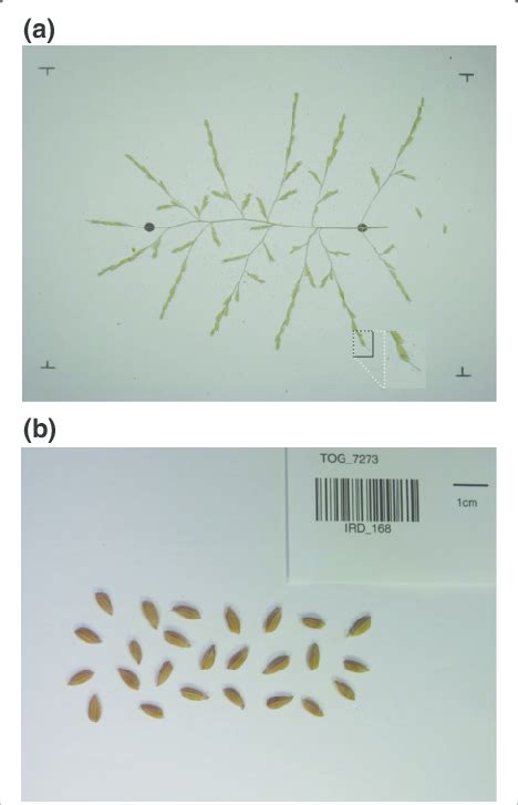 Panicle and seed image preparation. (a) The panicle is spread out on a... | Download Scientific ...