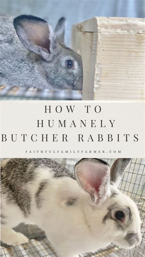 How To Butcher A Rabbit 1of 3 Artofit