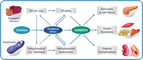 Proposed Mechanism Of Lipotoxicity In Type 2 Diabetes Oxidative Stress