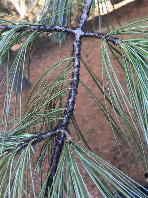 bugs    white pine rwhatsthisbug