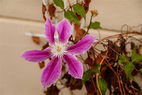 Clematis Hat Braune Bl Tter Ursachen L Sungen