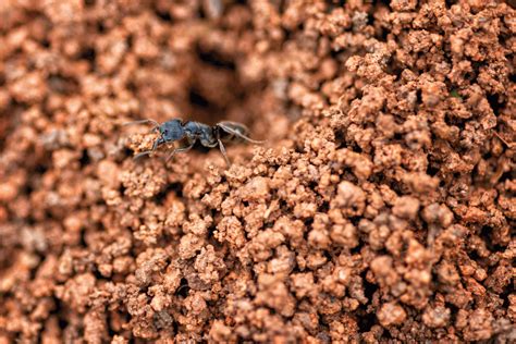 6 Types Of Black Ants In The Usa