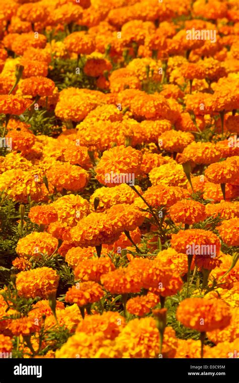 African Marigolds Hi Res Stock Photography And Images Alamy