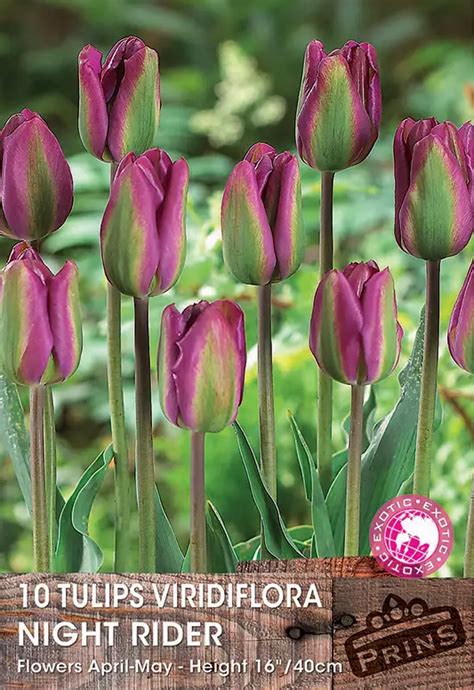 Tulip Bulbs Viridiflora Night Rider Quality Spring Bulbs Pack X