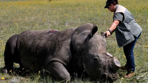 No Legal Rhino Horn Trade For South Africa Council On Foreign Relations