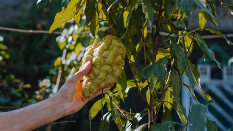 Cedro L Albero Dai Frutti Simili Ai Limoni