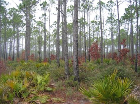 Apalachicola National Forest - Wikitravel