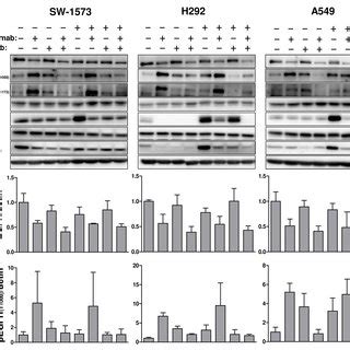 Western Blot Analysis Of The Effect Of Hours Anti Egfr Monoclonal