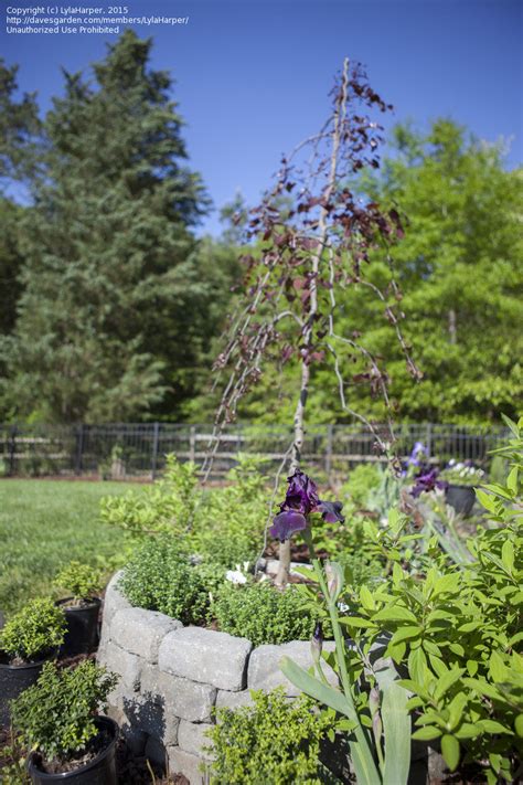 Plantfiles Pictures Eastern Redbud Canadian Redbud Judas Tree Ruby