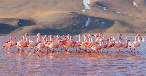 Von San Pedro De Atacama Aus Uyuni Salt Flat 4 Tage GetYourGuide