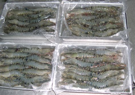 Black Tiger Shrimp Hoso Rainbow Seafood Supplier