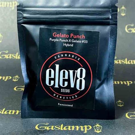 elev seeds gelato punch  feminized seeds gaslamp seeds