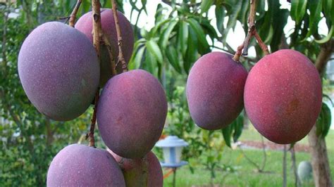 Secretos Del Cultivo De MANGO Y Sus Cuidados En La HUERTA