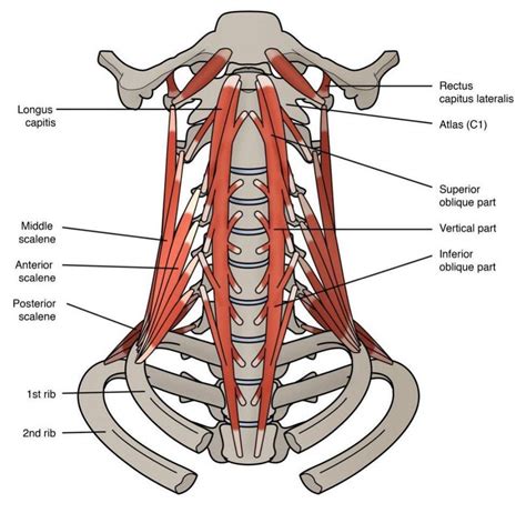 Muscles Of The Neck MEDizzy