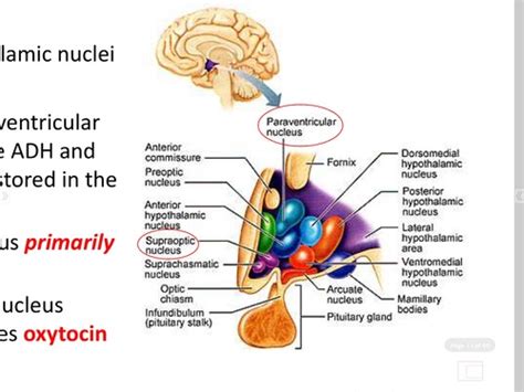 Hypothalamus And Pituitary Hormones Flashcards Quizlet