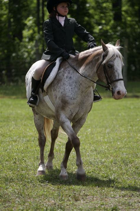 pony of the americas | leopoard POA pony of the americas show pony by ...