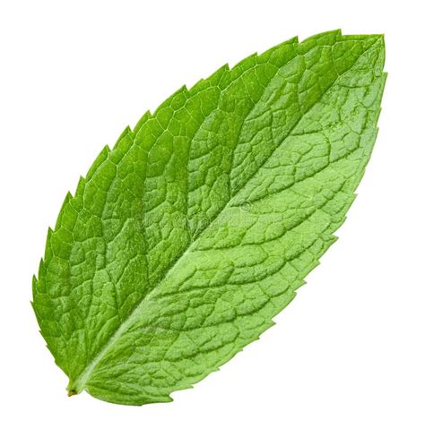 Mint Leaves Isolated Stock Image Image Of Leaf Mentha 124668239