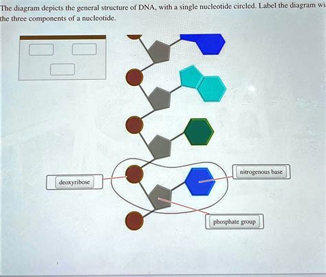 SOLVED The Diagram Depicts The General Structure Of DNA With A Single