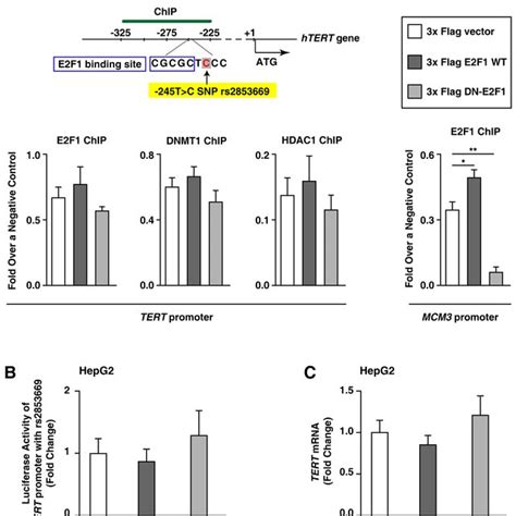 The Variant Rs2853669 At The Tert Promoter Is Associated With A High