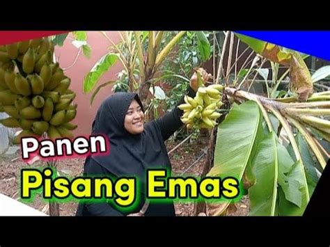 Panen Pisang Emas YouTube