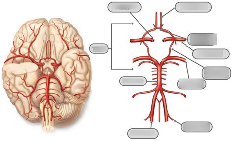 Blood Supply To The Brain Diagram Quizlet