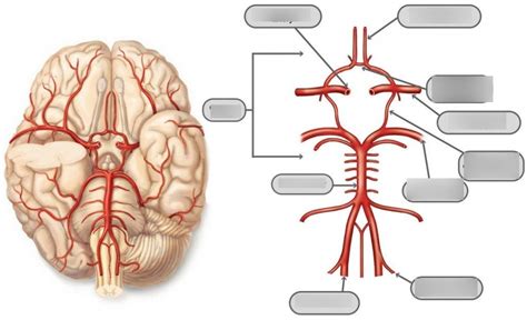 BLOOD SUPPLY TO THE BRAIN Diagram Quizlet