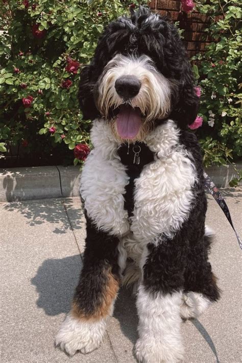 Bernese Mountain Dog Poodle Mix (Bernedoodle Guide)