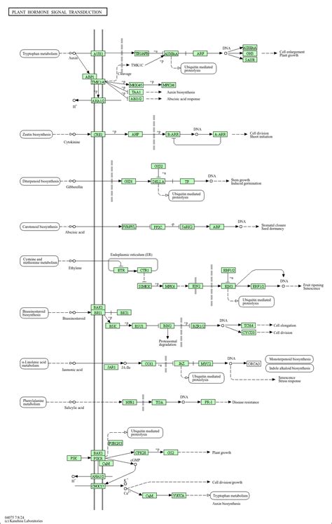 KEGG PATHWAY Plant Hormone Signal Transduction Arabidopsis Thaliana