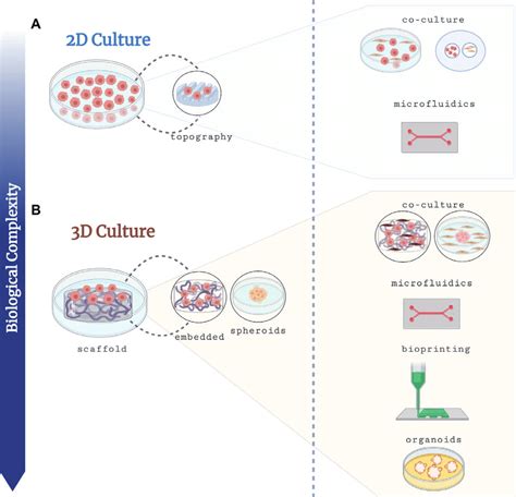 Culture Platforms Employed In Breast Cancer Models A Simple D