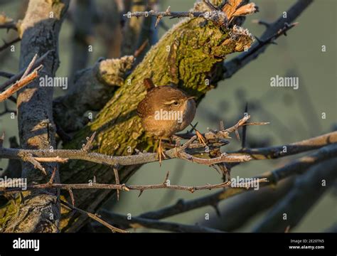 Wren Photographed In The Snow Hi Res Stock Photography And Images Alamy