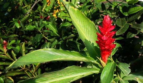 Ginger Flower – Types of Flowering Ginger Plants – Gardendi