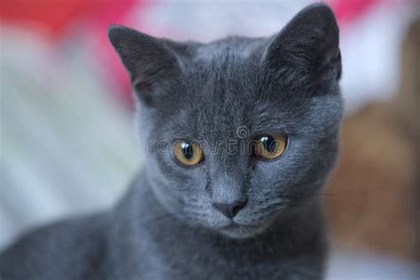 Gato Cinza Da Raça Britânica Olha Olhos Grandes De Cor Amarela