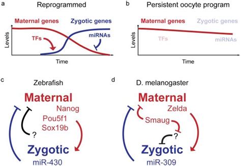 Zygotic Genome Activation During The Maternal To Zygotic Transition