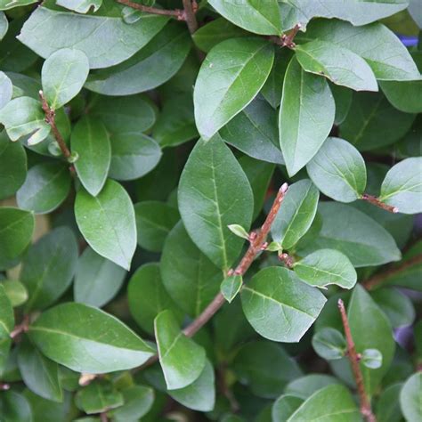 Buy Oval Leaf Privet 60 80cm Tall 1 Year Old Bare Root Hedging