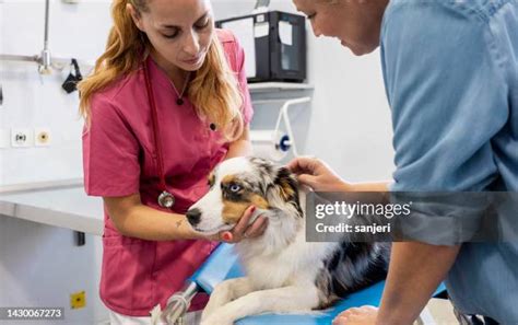 Vet Clinic Staff Photos And Premium High Res Pictures Getty Images