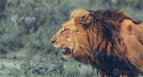 Angry Lion Portrait 27848570 Stock Photo At Vecteezy