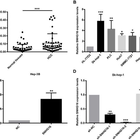 Expression Of Snhg16 In Hcc Tissues And Cell Lines A Expression