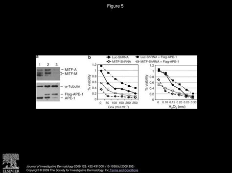 Mitf Regulates Cellular Response To Reactive Oxygen Species Through