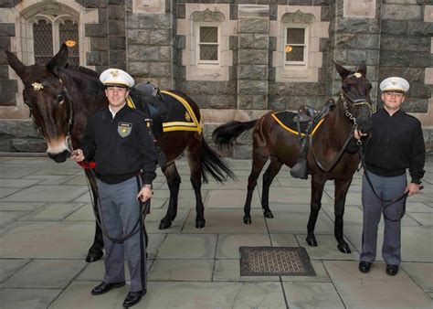 How a Navy 'assault team' once stole West Point's treasured mules