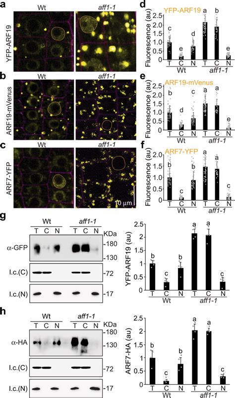 Aff Alters Arf And Arf Nucleo Cytoplasmic Partitioning A Confocal