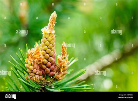 Pine Flower On Branch Flowering Pine Tree In Spring Formation Of New