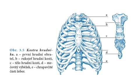 Anatomické plagáty modely a knihy o masážach REVIXA Eshop Masáže