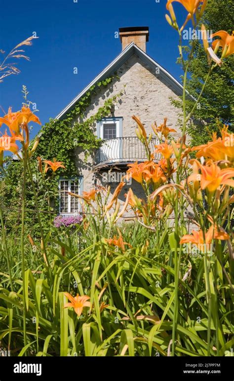 Orange Hemerocallis Daylilies And Old Circa 1850 Canadiana Cottage