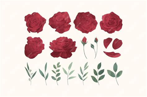 Premium Vector Red Rose Flower Illustration Set